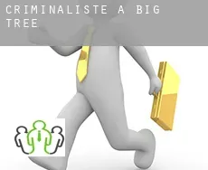 Criminaliste à  Big Tree
